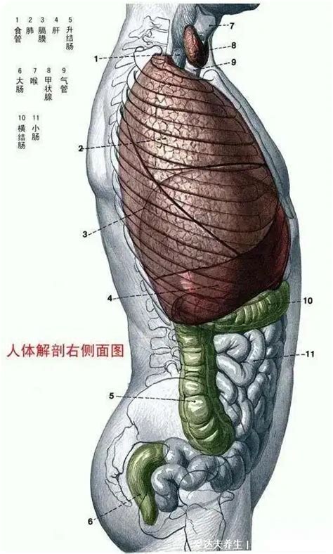 五臟六腑位置圖|人體五臟結構圖位置圖